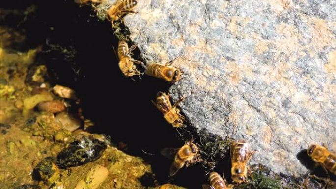 蜜蜂从河流中的岩石上的水中饮用-免受农药的侵害