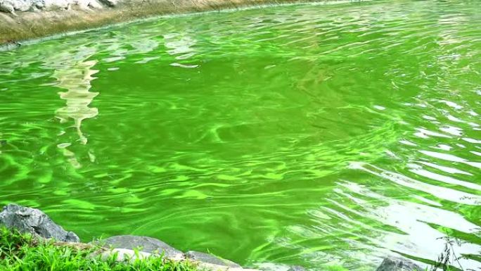 蓝绿藻对生物体有害有影响神经系统和肝脏的毒素