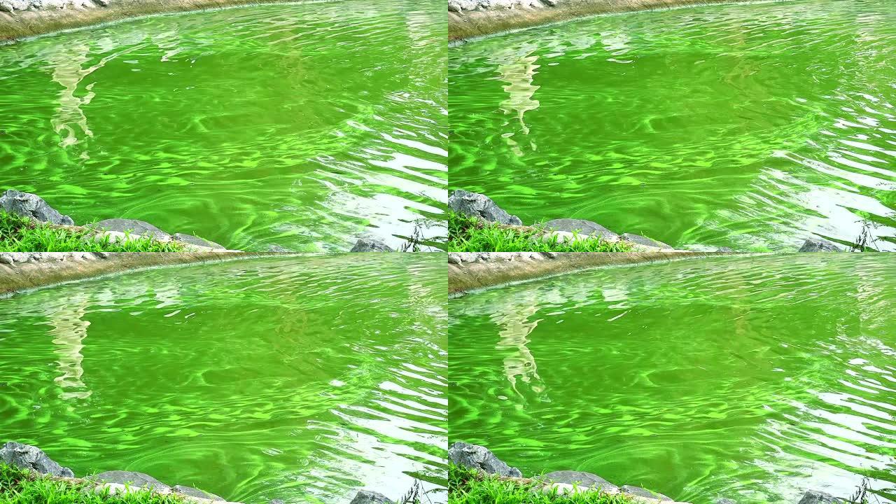 蓝绿藻对生物体有害有影响神经系统和肝脏的毒素
