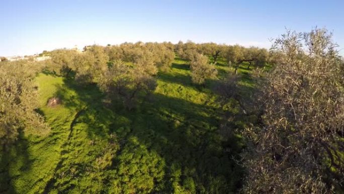 4K无人机拍摄了一大片橄榄树。西班牙高地橄榄