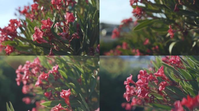 法国南部美丽的热带粉色花朵素馨花 (鸡蛋花)。特写慢动作镜头