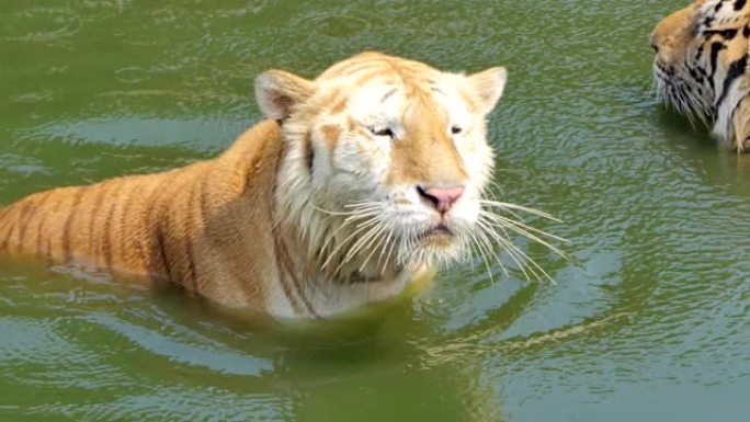 孟加拉虎在游泳。