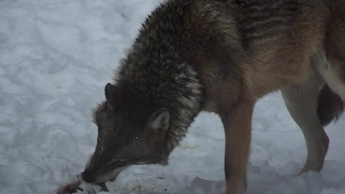 雪地里的灰太狼在森林里寻找食物，慢动作