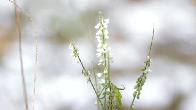 小麦草