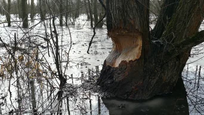 被海狸割伤的大树