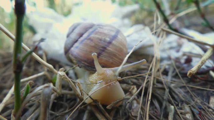 蜗牛 (Helix pomatia，勃艮第蜗牛，食用蜗牛或田螺旅行) 在塑料袋上缓慢移动。世界污染和