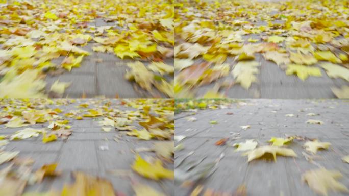 掉落的黄色枫叶躺在人行道上。