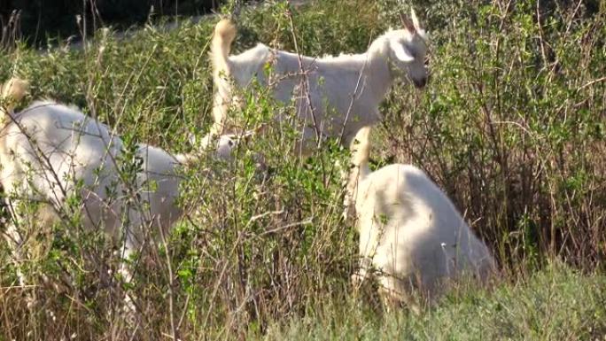 家养山羊在山坡上吃草
