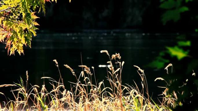 自然背景 -- 河流海岸线和阳光中的高草