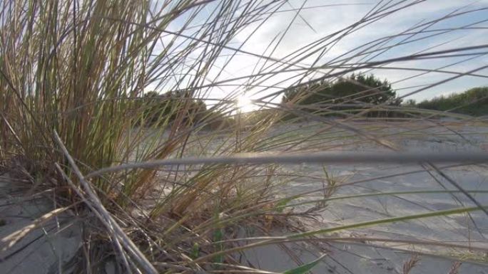 一丛马兰草(沙冬青)在日落时被风吹动在海滩的沙丘上，在背光拍摄的平色轮廓