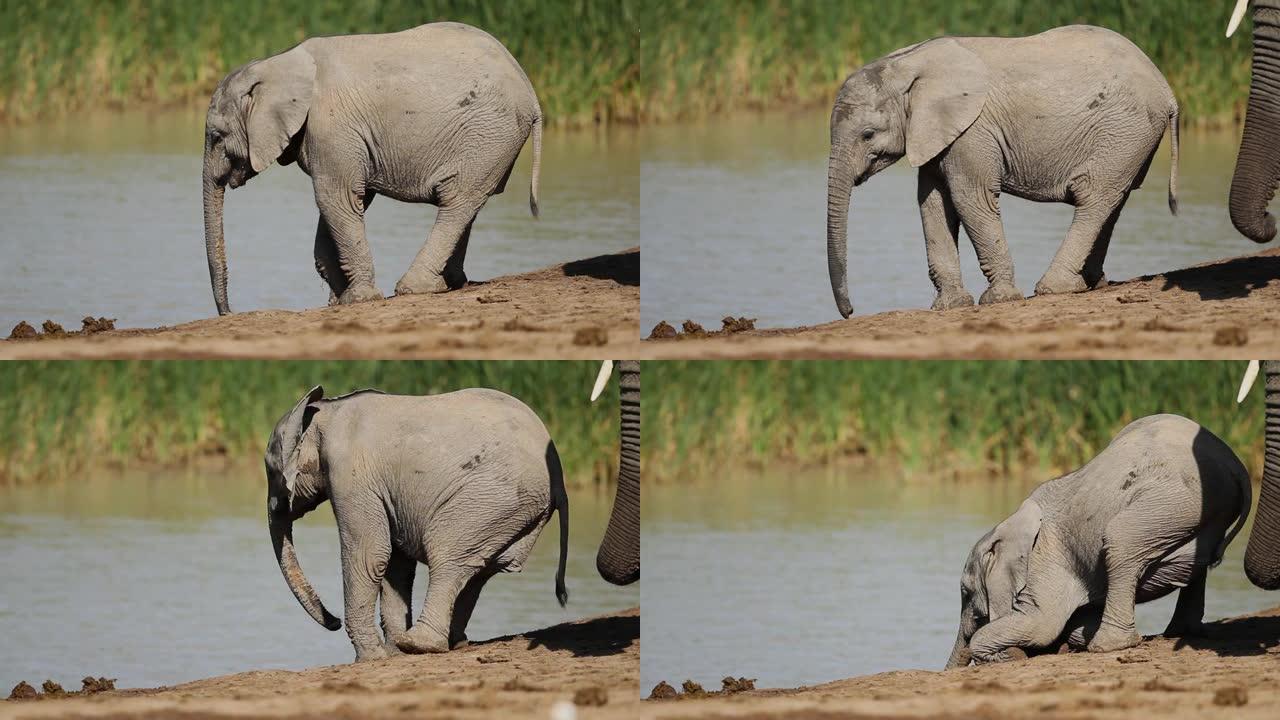 南非阿多大象国家公园非洲象饮用水