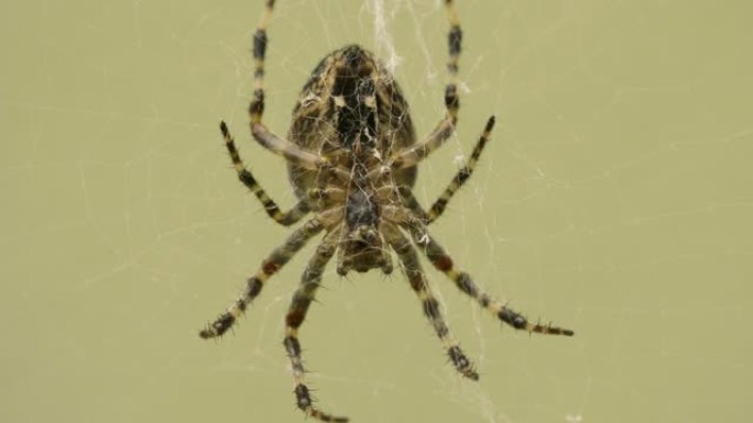 大蜘蛛在花园里的网上等待受害者