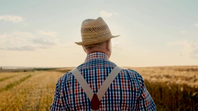 相机从戴着帽子的高加索高级农民男子的后视图中放大，在夏天的日落时分走在金色的麦田上。特写。后方。