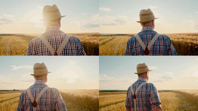 相机从戴着帽子的高加索高级农民男子的后视图中放大，在夏天的日落时分走在金色的麦田上。特写。后方。
