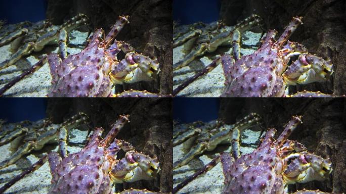 堪察加蟹。水族馆里的巨蟹