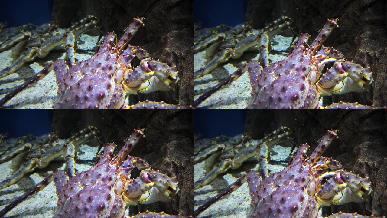 堪察加蟹。水族馆里的巨蟹