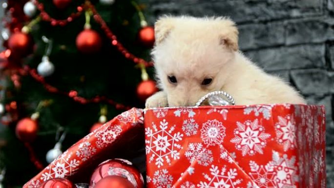 美丽的白色小狗在节日气氛包围新年和圣诞节的装饰