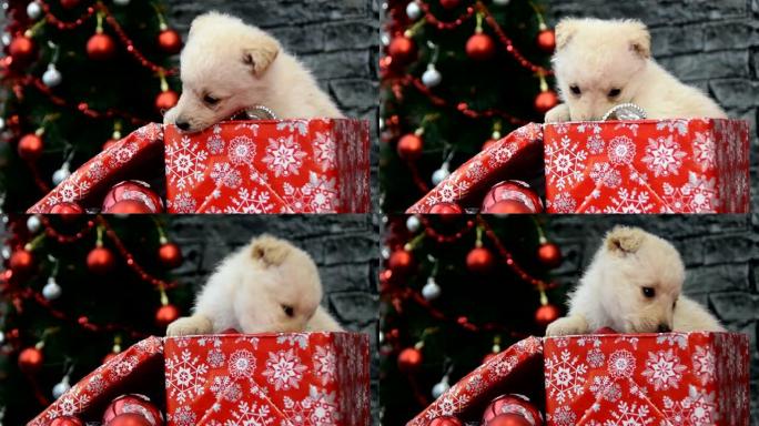 美丽的白色小狗在节日气氛包围新年和圣诞节的装饰