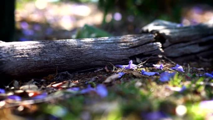美丽的低射角倒下的紫色花朵周围的倒下的树浅景深跟踪幻灯片
