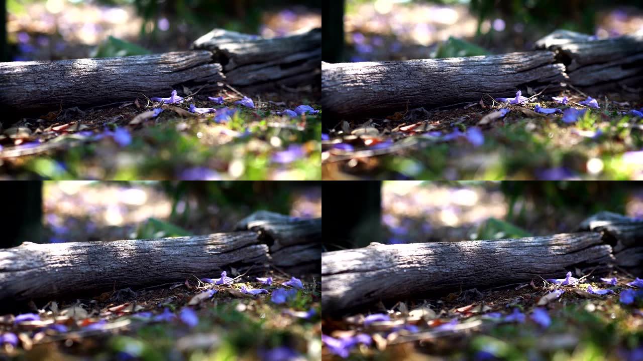 美丽的低射角倒下的紫色花朵周围的倒下的树浅景深跟踪幻灯片