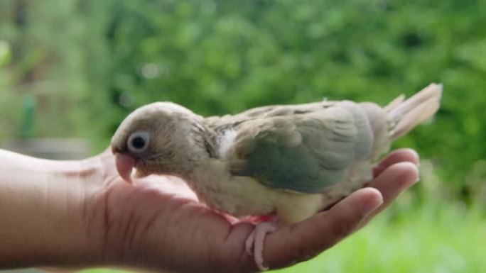 SLO MO拍摄了手掌的侧视图，手持一只小的绿色鹦鹉鸟户外日场景