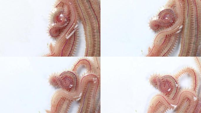 沙虫 (Perinereis sp.) 与海虫 (多毛类) 是同一物种，生活在水位相对较浅的海滩地区