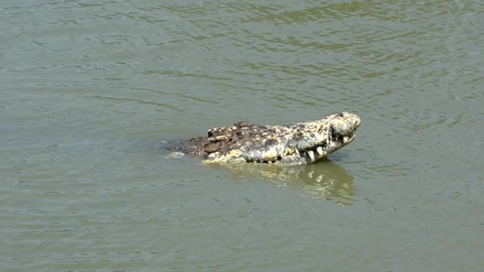 漂浮在水中寻找猎物的大型鳄鱼早上在公共沼泽中寻找食物，以录像作为证据。