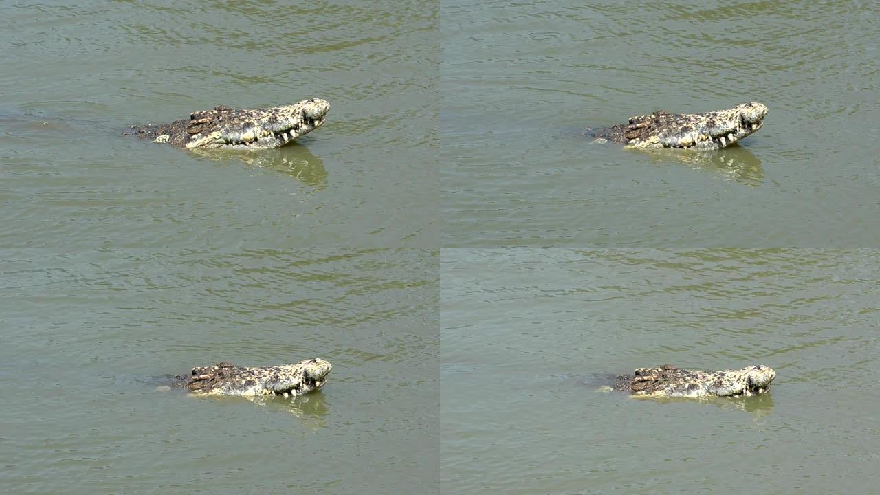 漂浮在水中寻找猎物的大型鳄鱼早上在公共沼泽中寻找食物，以录像作为证据。