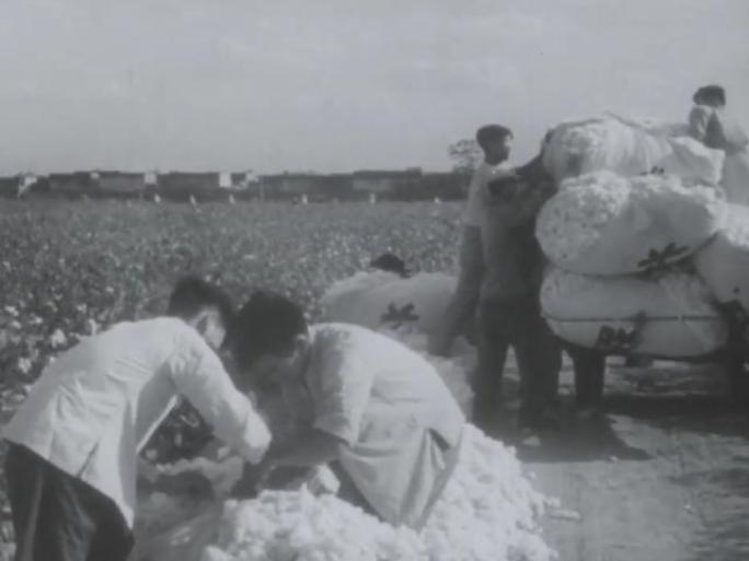 50年代 60年代 采摘棉花 棉花丰收