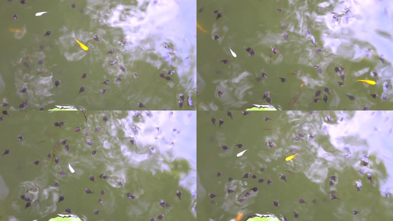 蝌蚪和鱼在绿色水中游泳