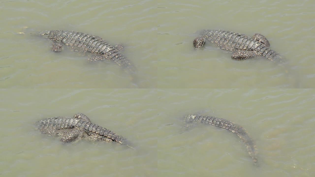 大鳄在晨间沼泽找食物吃视频影像