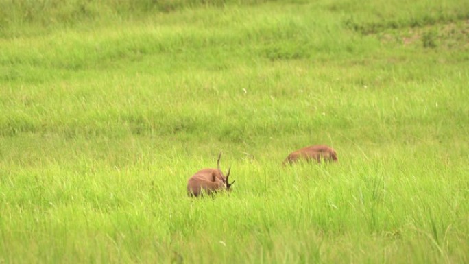 公鹿在进食时将相机视为警告并保持警惕