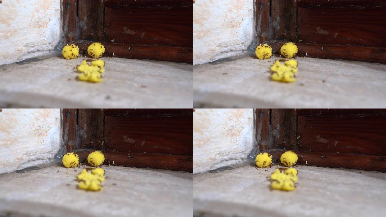 微距视频拍摄爬行恶心的蚂蚁吃有毒的黄色球