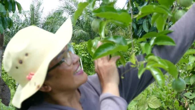 树上有新鲜绿色生百香果的泰国老亚洲妇女