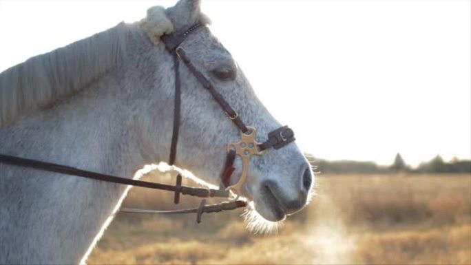 在寒冷的冬日，一匹白马通过鼻子呼吸烟雾。