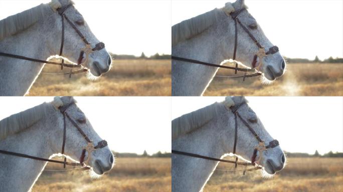 在寒冷的冬日，一匹白马通过鼻子呼吸烟雾。