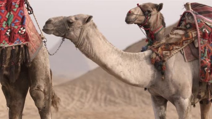 埃及吉萨骆驼