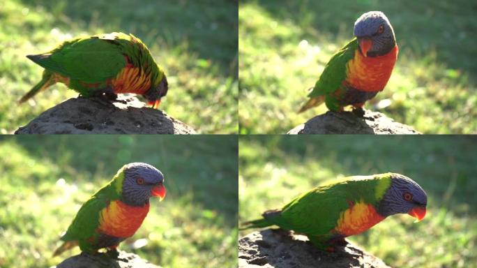 慢动作棒极了在岩石上跳舞彩虹鹦鹉热带夏季哈卡鹦鹉