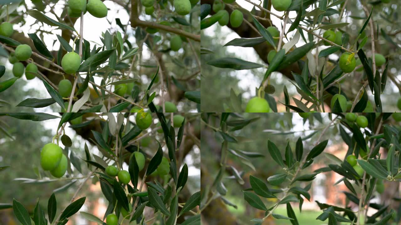 树上成熟的橄榄。橄榄树种植园，在树枝上种植橄榄果实。地中海橄榄树的特写。生长在树上的绿色新鲜橄榄。绿
