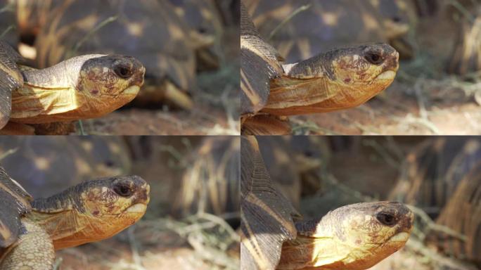 辐射乌龟 (Astrochelys radiata) 行走，背景更模糊的乌龟，头部有细节。