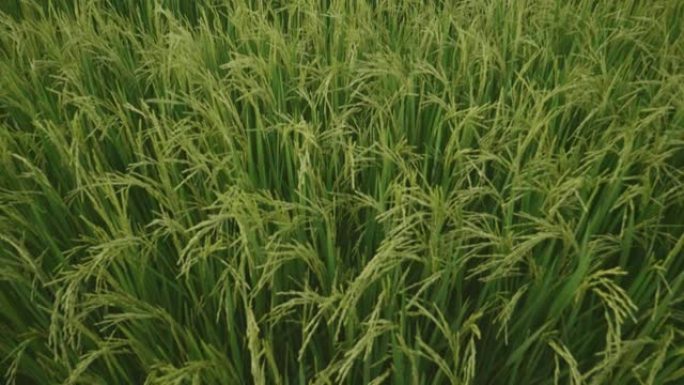 稻田绿草和日落景观背景与慢动作场景