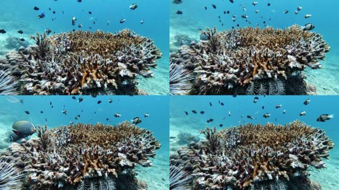 珊瑚漂白水下全球变暖环境影响