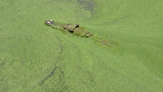 漂浮在水中寻找猎物的大型鳄鱼早上在公共沼泽中寻找食物，以录像作为证据。