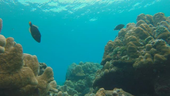 慢镜头拍摄了一个美丽的珊瑚礁，里面有很多热带鱼
