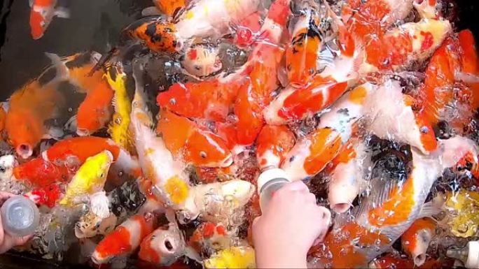 花式鲤鱼五颜六色明亮在水上吃瓶子里的食物。