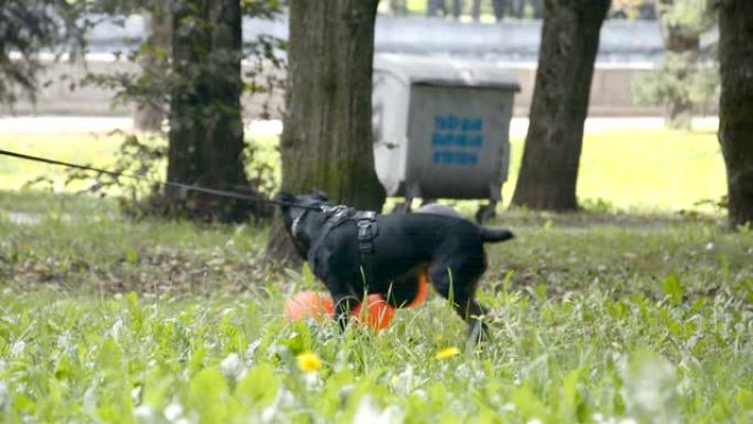有趣的视频，一只小黑狗在城市公园的草地上玩气球