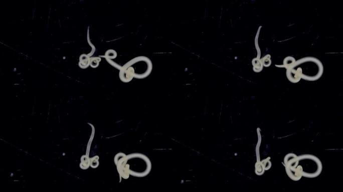 研究线虫门的蛔虫线虫，它是螃蟹中最常见的寄生虫，用于实验室测试。