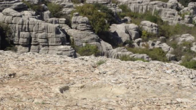 岩石中的史前化石菊石，Torcal de Antequera，西班牙