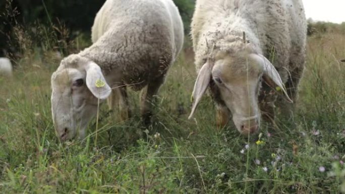 绵羊并排站立，在草地上放牧