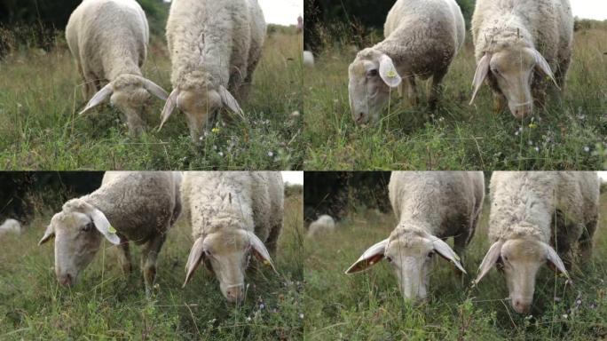 绵羊并排站立，在草地上放牧